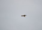 Arendbuizerd (long-legged buzzard) (buteo rufinus) - kloof bij Yolin Am (7)